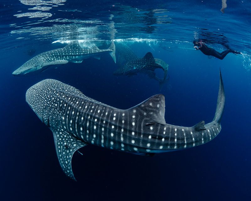 Cenderawasih Bay, Indonesia