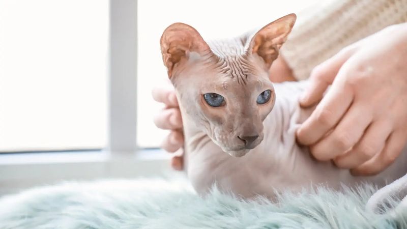Sphynx: Naked Nurturers With Exposed Hearts