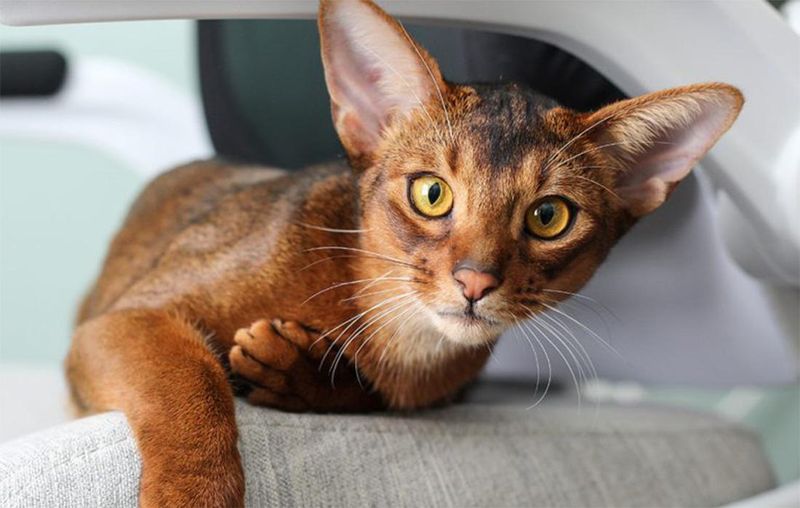 Abyssinian: Playful Partners With Ancient Heritage