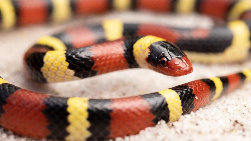 Must Chew To Deliver Venom