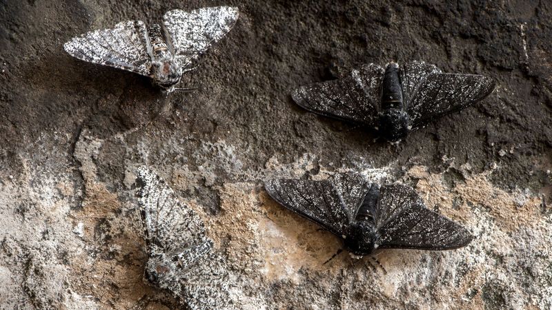 Peppered Moths