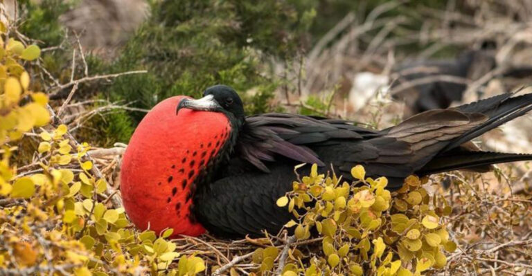 Top 13 Cool Types Of Birds