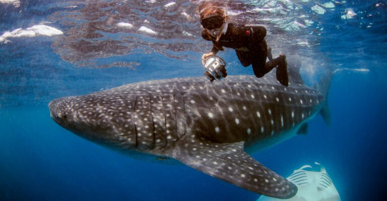 Top 13 Destinations For Swimming With Whale Sharks