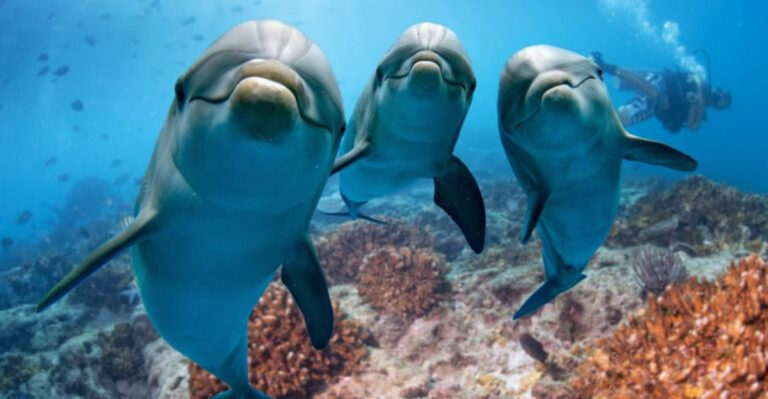 Top 14 Kindest Mammals In The United States