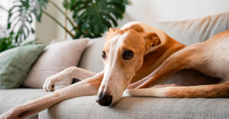 Top 15 Charming Dog Breeds For Every Kind Of Home
