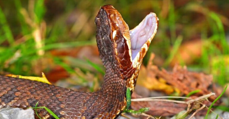 Top 15 Most Dangerous Animal Species In Florida