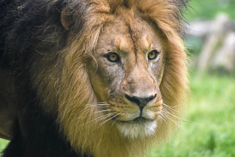 African Lions
