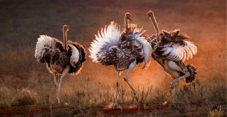 Top 15 Savanna Animals