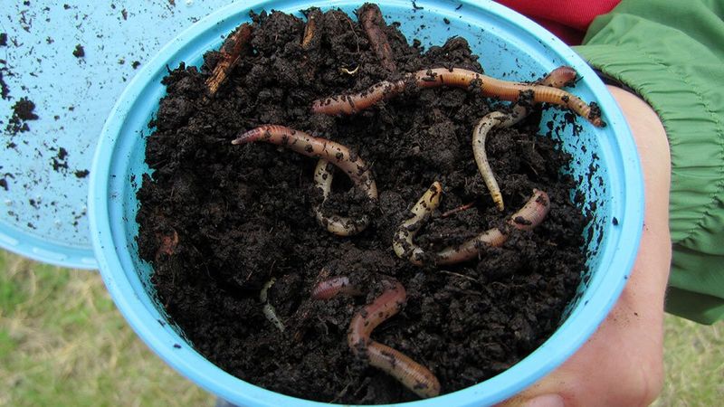 Live Worms