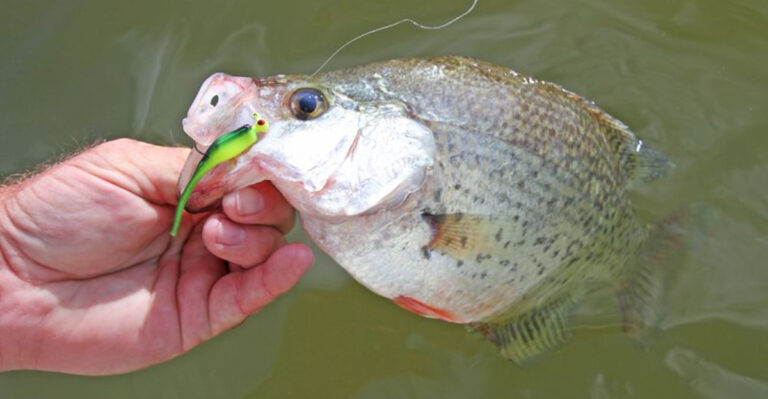 Top Baits Proven To Catch More Bluegill And Panfish
