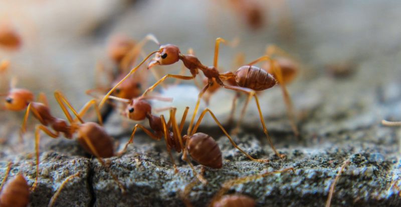 How Invasive Insects Affect Local Wildlife