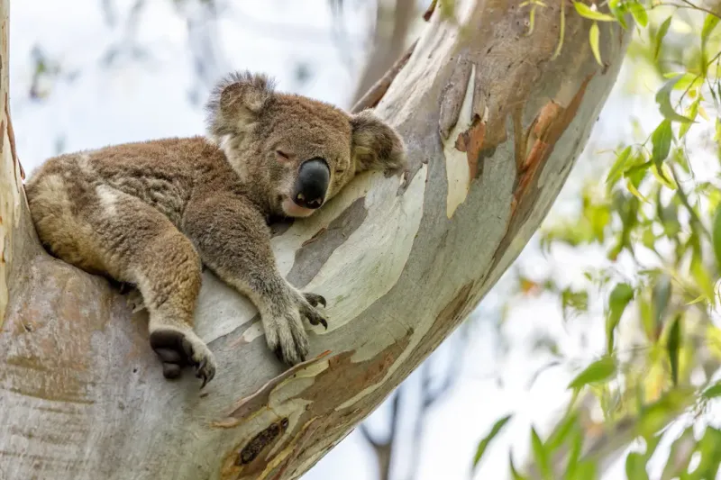 Koala Nap Basics: Understanding Their Sleepy Habits
