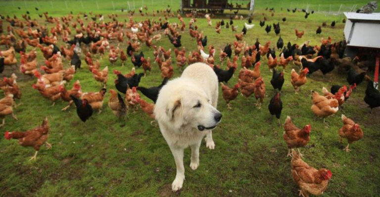 Top Predator Protection Solutions For Chickens, Ducks, And Geese