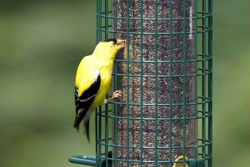 Wire Mesh Feeders For Tiny Seeds
