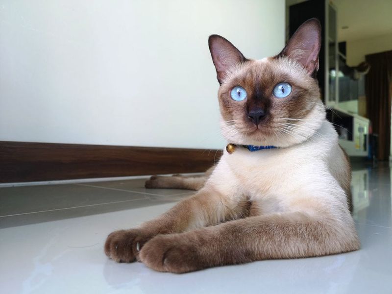 Applehead Siamese: The Sturdy Traditionalist