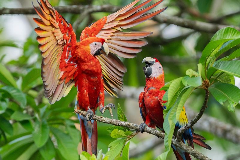 Macaw
