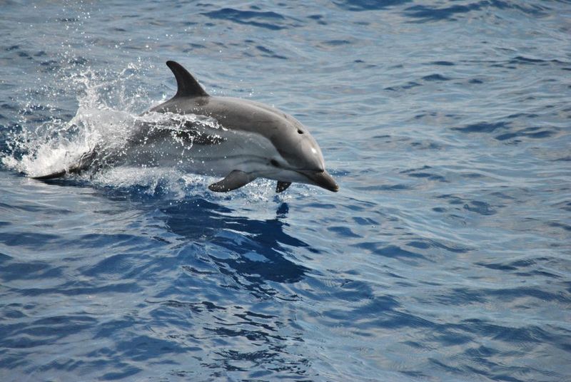 Cetaceans