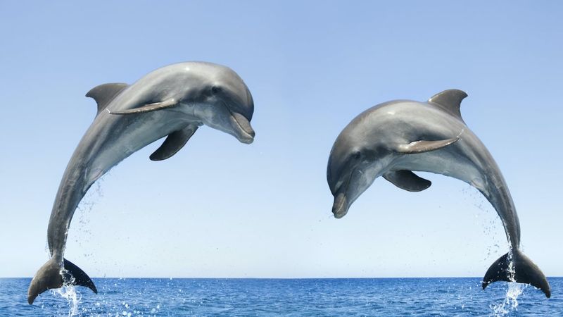 Dolphins