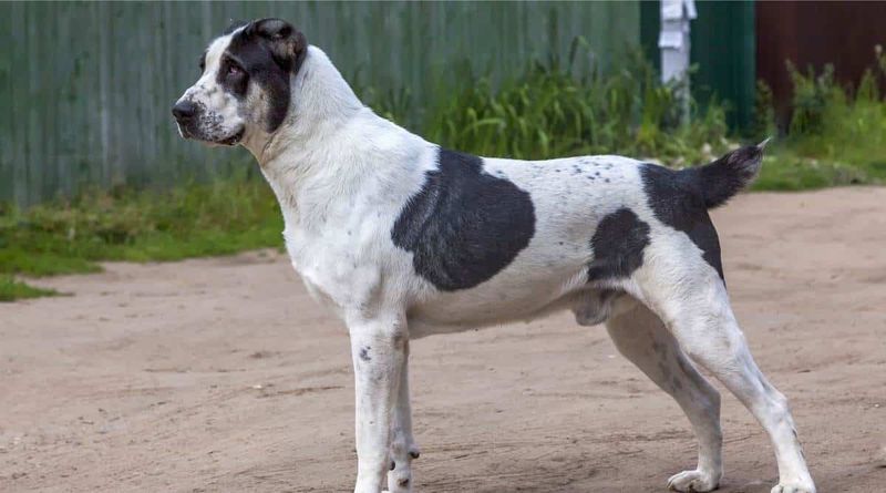 Central Asian Shepherd