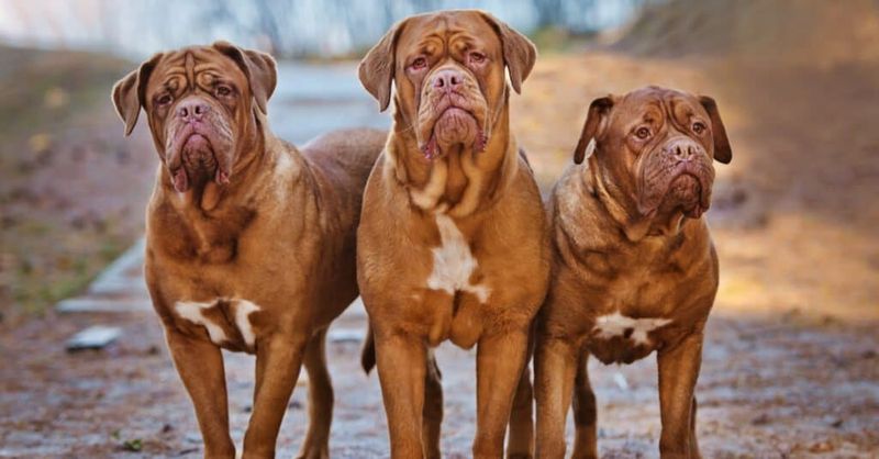 Dogue De Bordeaux: The Red Guardian