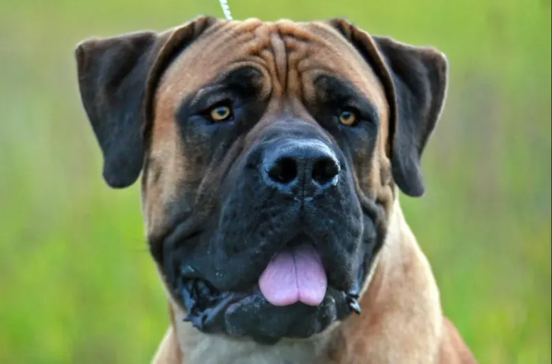 Boerboel: South Africa's Farm Protector