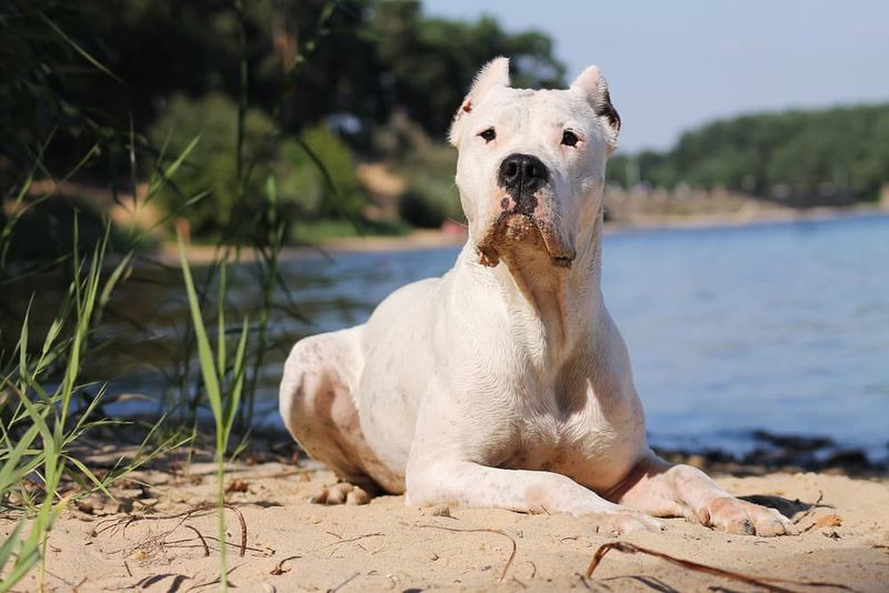 Dogo Argentinos