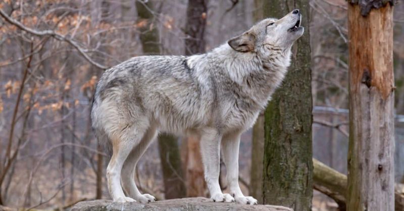 Wolves Don't Howl At The Moon