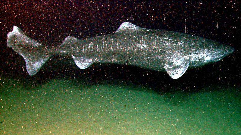 Sharks With A Long History