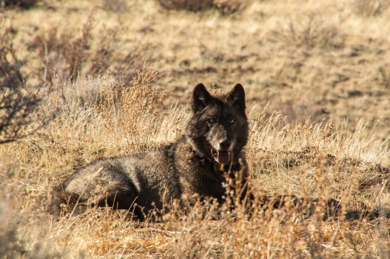 Ranchers Voice Ongoing Concerns