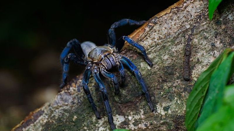 Unexpected Role In Ecosystem