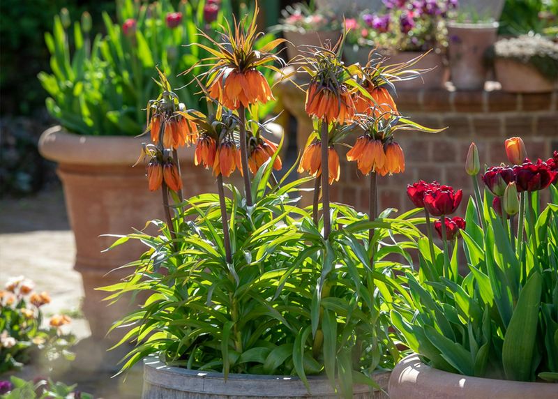 Regal Crown Imperial Lilies