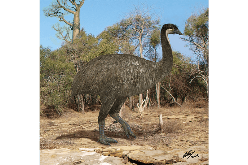 Massive Moa To Modern Flightless Birds