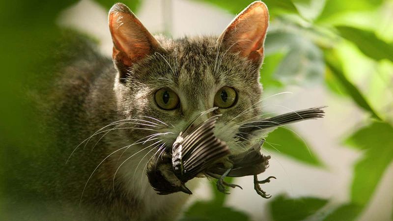 Impact On Wildlife Affects Local Ecosystems