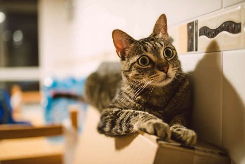 Feline Hyperesthesia Syndrome