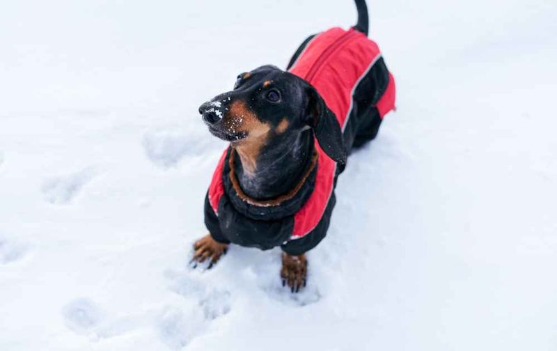 Dachshunds: Low-Riders At High Risk
