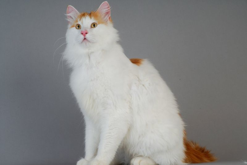 Turkish Van: Swimming Cat