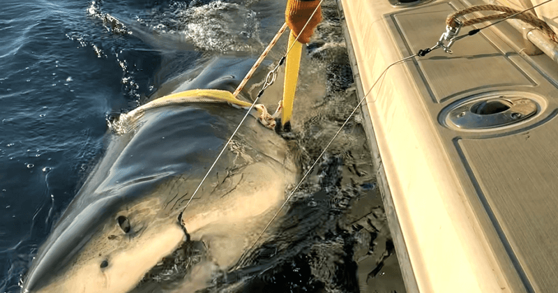 Beachgoers On Alert As Shark Approaches