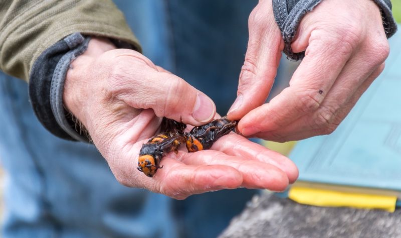 The Role Of Public Involvement In The Eradication Of Murder Hornets
