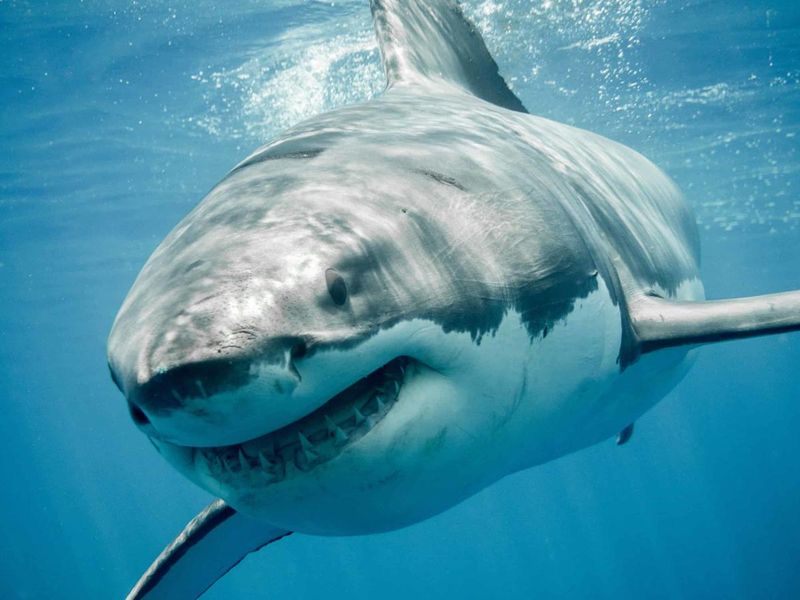 Conservation Implications Of The Catch