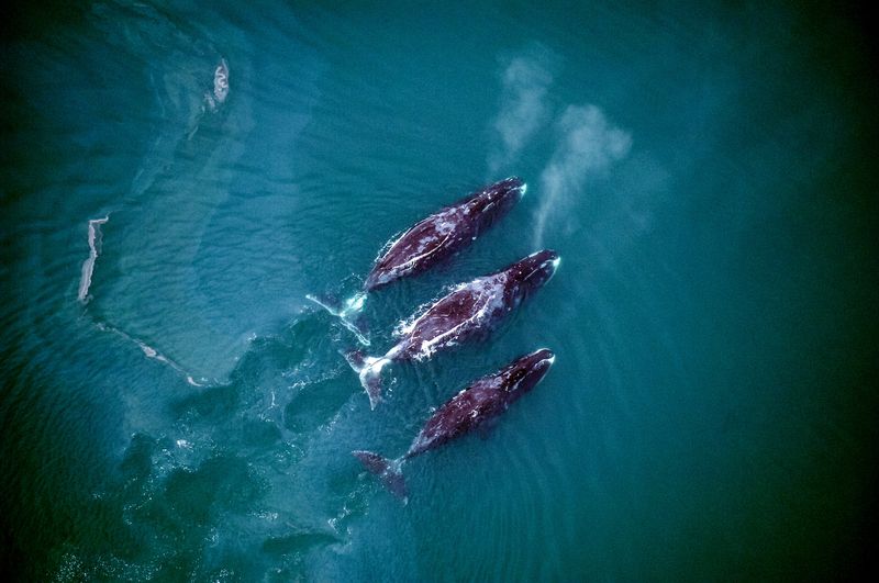 Protected Marine Areas Offer Safe Havens