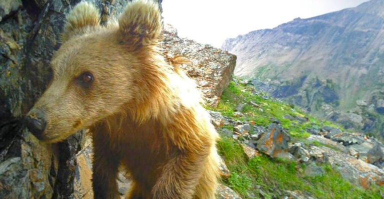 Trail Cameras Capture Rare Apex Predator In National Park (Why This Is A Promising Sign)