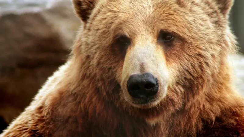 Tien Shan Brown Bears: A Rare And Elusive Species
