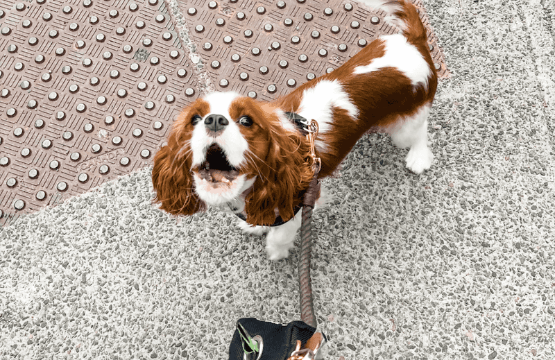Barking Tendencies Vary Widely
