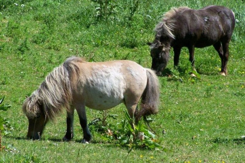 They're Terrible Lawnmowers