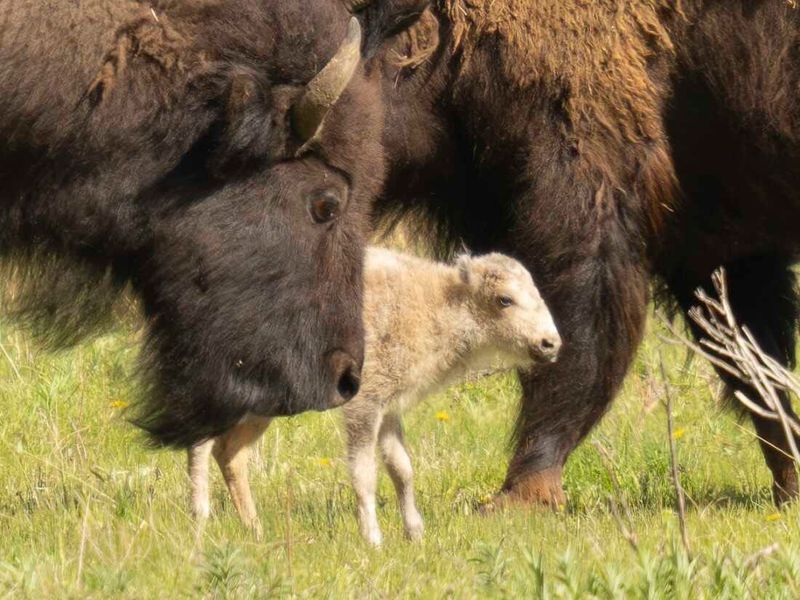 Sacred White Buffalo
