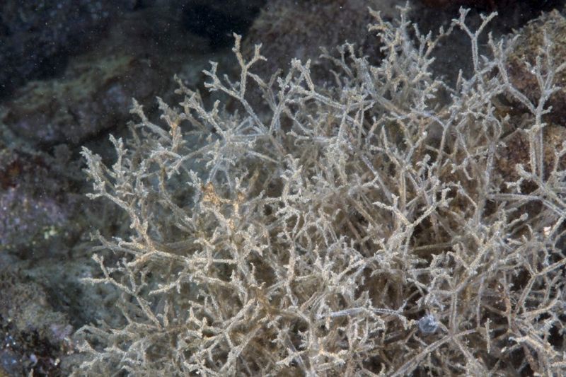 A Challenge To Native Species