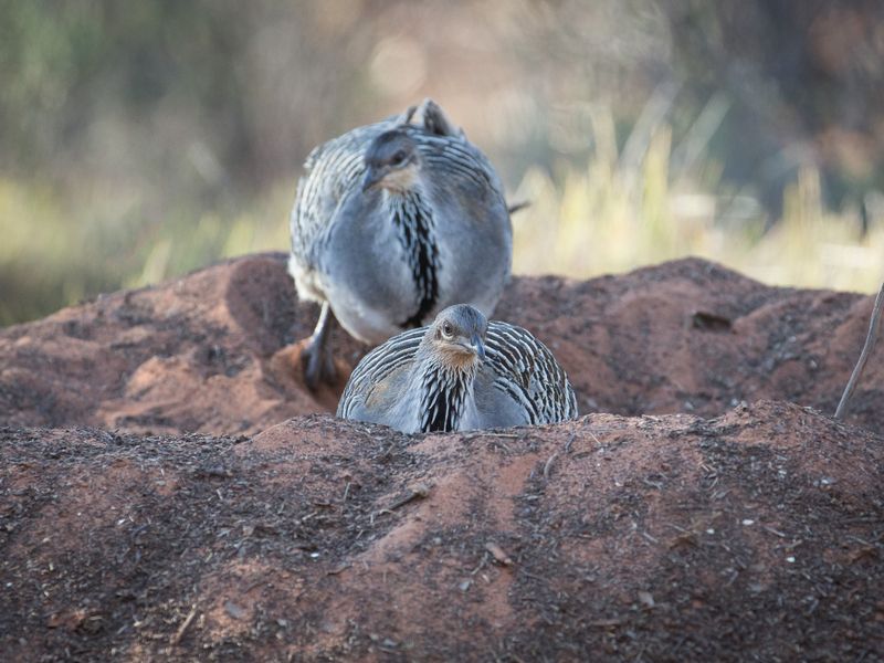 Malleefowl's Compost Incubator