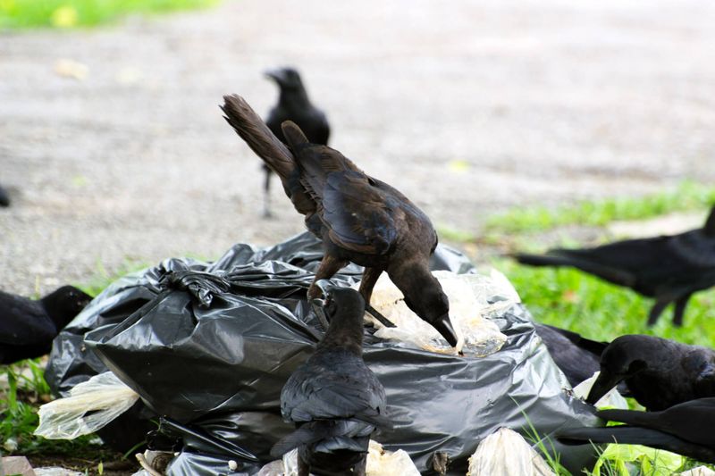 Scavenger Squad: Crows Overrun