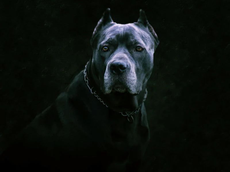 They're Deeply Loyal, But That Comes With Responsibility