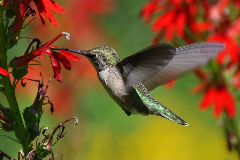 Rapid Wing Beats Create Perfect Hovering